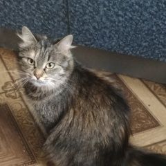Подробнее об объявлении «Псков Пропала кошка» Фото: пропала кошка  «Псков Пропала кошка» в г. Псков