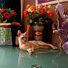 Подробнее об объявлении «Пропал кот корниш район косино ухтомский Москва» Фото: пропала кошка Корниш-рекс «Пропал кот корниш район косино ухтомский Москва» в г. Москва