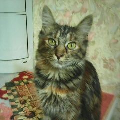 Подробнее об объявлении «Пропала кошка шипиловский проезд Москва» Фото: пропала кошка  «Пропала кошка шипиловский проезд Москва» в г. Москва