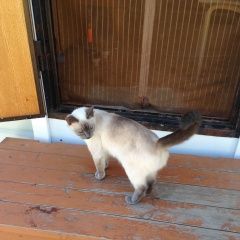 Подробнее об объявлении «Пропала кошка чеховский район, д.углешня Москва» Фото: пропала кошка  «Пропала кошка чеховский район, д.углешня Москва» в г. Москва