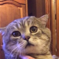 Подробнее об объявлении «Пропал кот Самара» Фото: пропала кошка Британская короткошерстная «Пропал кот Самара» в г. Самара
