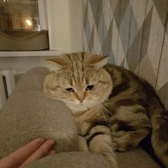 Подробнее об объявлении «Барыбино Пропал кот» Фото: пропала кошка Британская короткошерстная «Барыбино Пропал кот» в г. Барыбино