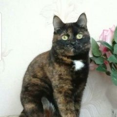 Подробнее об объявлении «Нижний Новгород Пропала кошка» Фото: пропала кошка  «Нижний Новгород Пропала кошка» в г. Нижний Новгород