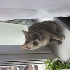 Подробнее об объявлении «Пропала кошка Щербинка» Фото: пропала кошка  «Пропала кошка Щербинка» в г. Щербинка