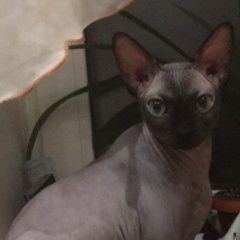 Подробнее об объявлении «Пропал кот. Калуга» Фото: пропала кошка  «Пропал кот. Калуга» в г. Калуга