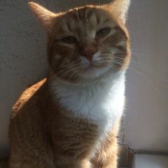 Подробнее об объявлении «Пропал кот рыжий кот Москва» Фото: пропала кошка  «Пропал кот рыжий кот Москва» в г. Москва