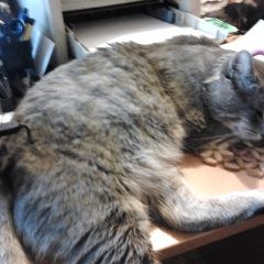 Подробнее об объявлении «Пропал кот Москва» Фото: пропала кошка  «Пропал кот Москва» в г. Москва