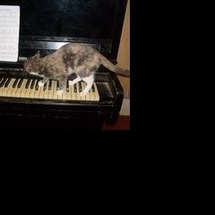 Подробнее об объявлении «Бердск Пропала кошка зовут мышка» Фото: пропала кошка  «Бердск Пропала кошка зовут мышка» в г. Бердск