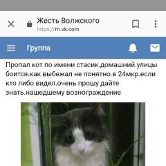Подробнее об объявлении «Волжский (Волгоградская обл.) Пропал кот домашний кот» Фото: пропала кошка  «Волжский (Волгоградская обл.) Пропал кот...» в г. Волжский (Волгоградская обл.)
