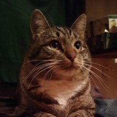 Подробнее об объявлении «Пропал кот в районе гольяново Москва» Фото: пропала кошка  «Пропал кот в районе гольяново Москва» в г. Москва