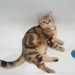 Подробнее об объявлении «Пропал кот 23.06.2018 Москва» Фото: пропала кошка Британская короткошерстная «Пропал кот 23.06.2018 Москва» в г. Москва