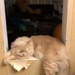 Подробнее об объявлении «Лобня Пропал кот вася» Фото: пропала кошка Британская длинношерстная «Лобня Пропал кот вася» в г. Лобня