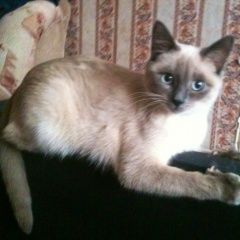 Подробнее об объявлении «Жуковский Пропала кошка» Фото: пропала кошка Тайская «Жуковский Пропала кошка» в г. Жуковский
