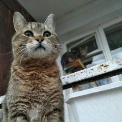 Подробнее об объявлении «Лобня Пропал кот» Фото: пропала кошка  «Лобня Пропал кот» в г. Лобня