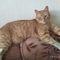 Подробнее об объявлении «Казань Пропал кот» Фото: пропала кошка  «Казань Пропал кот» в г. Казань