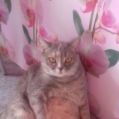 Подробнее об объявлении «Пропала кошка помогите Томск» Фото: пропала кошка Британская короткошерстная «Пропала кошка помогите Томск» в г. Томск