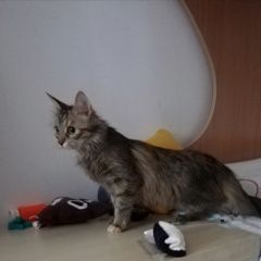 Подробнее об объявлении «Иваново Пропала кошка» Фото: пропала кошка  «Иваново Пропала кошка» в г. Иваново