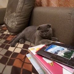 Подробнее об объявлении «Владимир Пропал кот» Фото: пропала кошка Шотландская вислоухая «Владимир Пропал кот» в г. Владимир