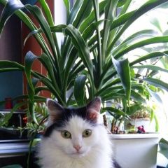 Подробнее об объявлении «Пропала кошка Москва» Фото: пропала кошка  «Пропала кошка Москва» в г. Москва