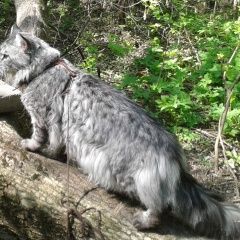 Подробнее об объявлении «Пропал кот Москва» Фото: пропала кошка Мейн-кун «Пропал кот Москва» в г. Москва