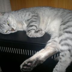 Подробнее об объявлении «Пропал кот Москва» Фото: пропала кошка  «Пропал кот Москва» в г. Москва