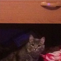 Подробнее об объявлении «Красноярск Пропала кошка» Фото: пропала кошка  «Красноярск Пропала кошка» в г. Красноярск