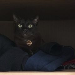 Подробнее об объявлении «Пропал кот прошло около 16 дней Москва» Фото: пропала кошка Бурма «Пропал кот прошло около 16 дней Москва» в г. Москва