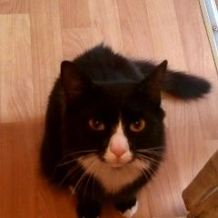 Подробнее об объявлении «Пропал кот вознаграждение гарантируется Москва» Фото: пропала кошка  «Пропал кот вознаграждение гарантируется Москва» в г. Москва