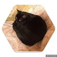 Подробнее об объявлении «Пропала кошка черная Москва» Фото: пропала кошка  «Пропала кошка черная Москва» в г. Москва