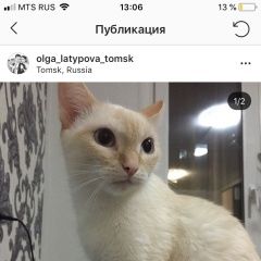 Подробнее об объявлении «Пропала кошка ивана черных 28 Томск» Фото: пропала кошка  «Пропала кошка ивана черных 28 Томск» в г. Томск