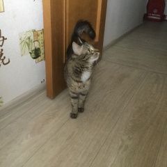 Подробнее об объявлении «Пермь Пропал котик» Фото: пропала кошка  «Пермь Пропал котик» в г. Пермь