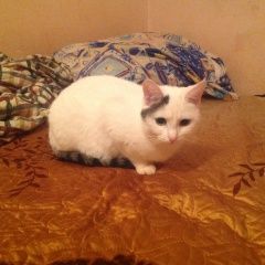 Подробнее об объявлении «Нижний Новгород Пропала кошка» Фото: пропала кошка  «Нижний Новгород Пропала кошка» в г. Нижний Новгород