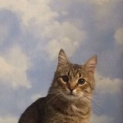 Подробнее об объявлении «Пропал кот Москва» Фото: пропала кошка  «Пропал кот Москва» в г. Москва