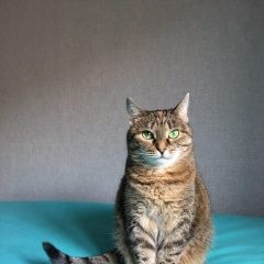 Подробнее об объявлении «Пропала кошка Мытищи» Фото: пропала кошка  «Пропала кошка Мытищи» в г. Мытищи