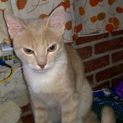 Подробнее об объявлении «Пропал котенок фокс 9 мес. Москва» Фото: пропала кошка  «Пропал котенок фокс 9 мес. Москва» в г. Москва