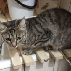 Подробнее об объявлении «Пропала кошка Мытищи» Фото: пропала кошка  «Пропала кошка Мытищи» в г. Мытищи