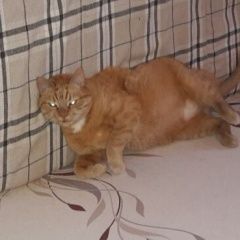 Подробнее об объявлении «Пропал кот тимоша. Москва» Фото: пропала кошка  «Пропал кот тимоша. Москва» в г. Москва