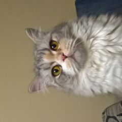 Подробнее об объявлении «Пропала кошка помогите Чита» Фото: пропала кошка Шотландская вислоухая «Пропала кошка помогите Чита» в г. Чита