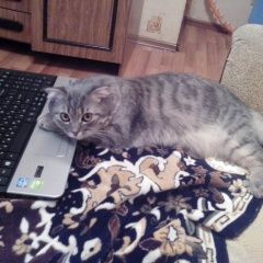 Подробнее об объявлении «Пропал кот сема Оренбург» Фото: пропала кошка Шотландская вислоухая «Пропал кот сема Оренбург» в г. Оренбург