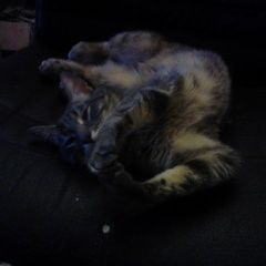 Подробнее об объявлении «Лобня Пропал кот» Фото: пропала кошка  «Лобня Пропал кот» в г. Лобня