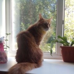 Подробнее об объявлении «Ульяновск Пропал кот» Фото: пропала кошка Мейн-кун «Ульяновск Пропал кот» в г. Ульяновск