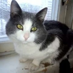 Подробнее об объявлении «Пропал кот умоляю помогите Москва» Фото: пропала кошка  «Пропал кот умоляю помогите Москва» в г. Москва