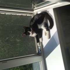 Подробнее об объявлении «Лобня Пропала кошка нужна помощь в поиске» Фото: пропала кошка  «Лобня Пропала кошка нужна помощь в поиске» в г. Лобня