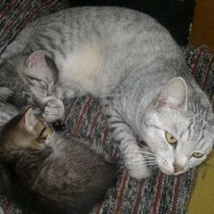 Подробнее об объявлении «Пропал кот Москва» Фото: пропала кошка  «Пропал кот Москва» в г. Москва