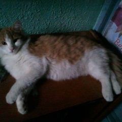 Подробнее об объявлении «Пропал кот Оренбург» Фото: пропала кошка  «Пропал кот Оренбург» в г. Оренбург