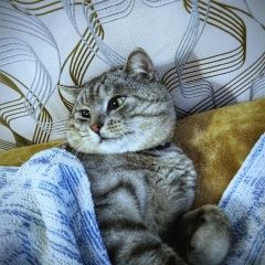 Подробнее об объявлении «Белгород Пропал кот» Фото: пропала кошка  «Белгород Пропал кот» в г. Белгород