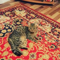 Подробнее об объявлении «Пропал кот Новосибирск» Фото: пропала кошка  «Пропал кот Новосибирск» в г. Новосибирск