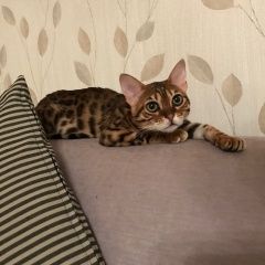 Подробнее об объявлении «Пропала кошка Санкт-Петербург» Фото: пропала кошка Бенгальская «Пропала кошка Санкт-Петербург» в г. Санкт-Петербург