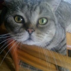 Подробнее об объявлении «Пропал кот Москва» Фото: пропала кошка  «Пропал кот Москва» в г. Москва