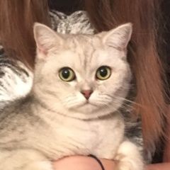 Подробнее об объявлении «Пропала кошка Москва» Фото: пропала кошка Британская короткошерстная «Пропала кошка Москва» в г. Москва